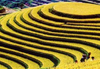 Mu Cang Chai rice terraces