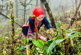 Sapa Trekking homestay 3D2N Tour from Hanoi